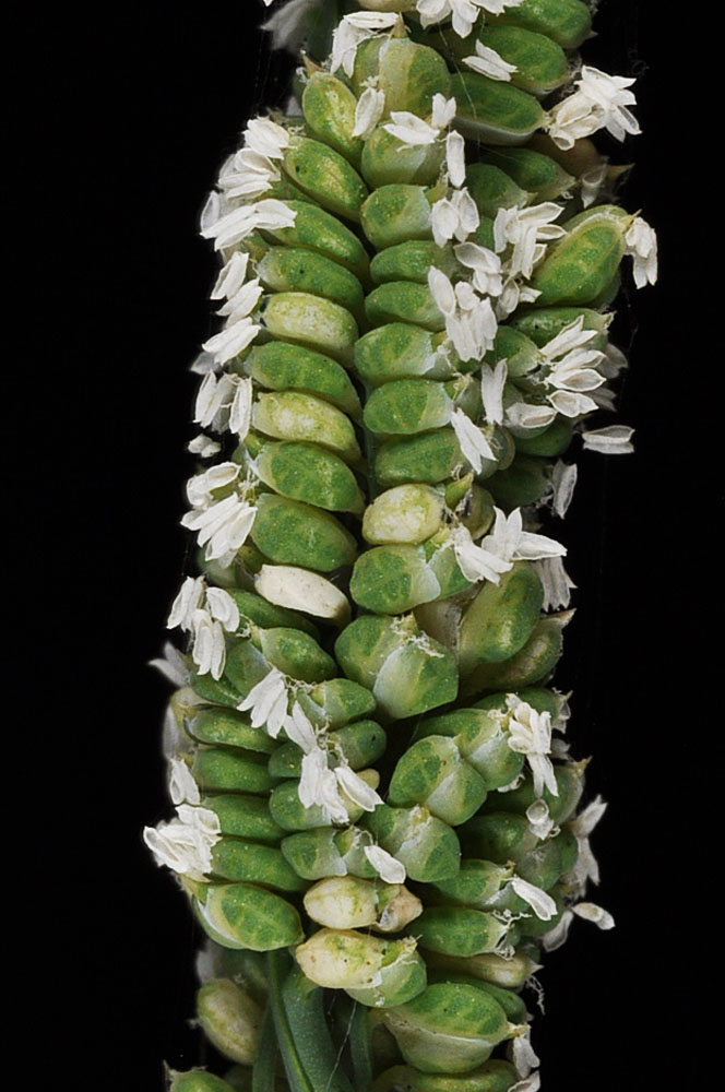Flora of Eastern Washington Image: Beckmannia syzigachne