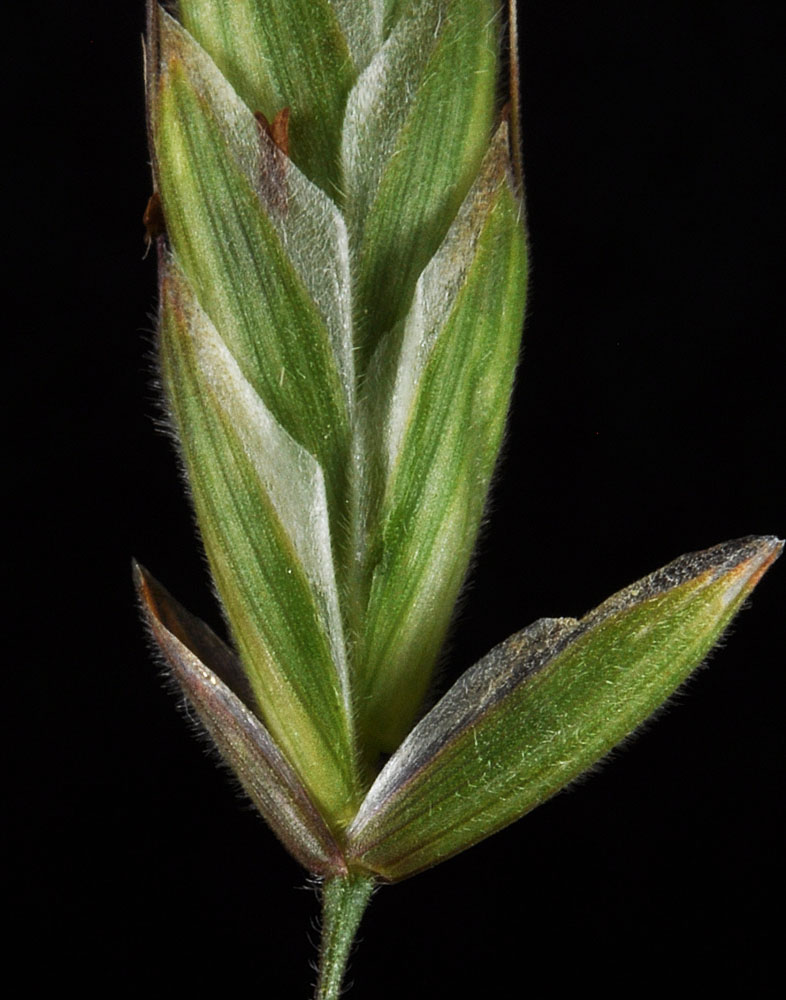 Flora of Eastern Washington Image: Bromus arenarius