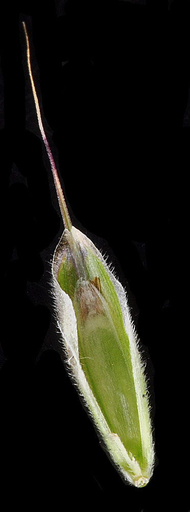Flora of Eastern Washington Image: Bromus arenarius