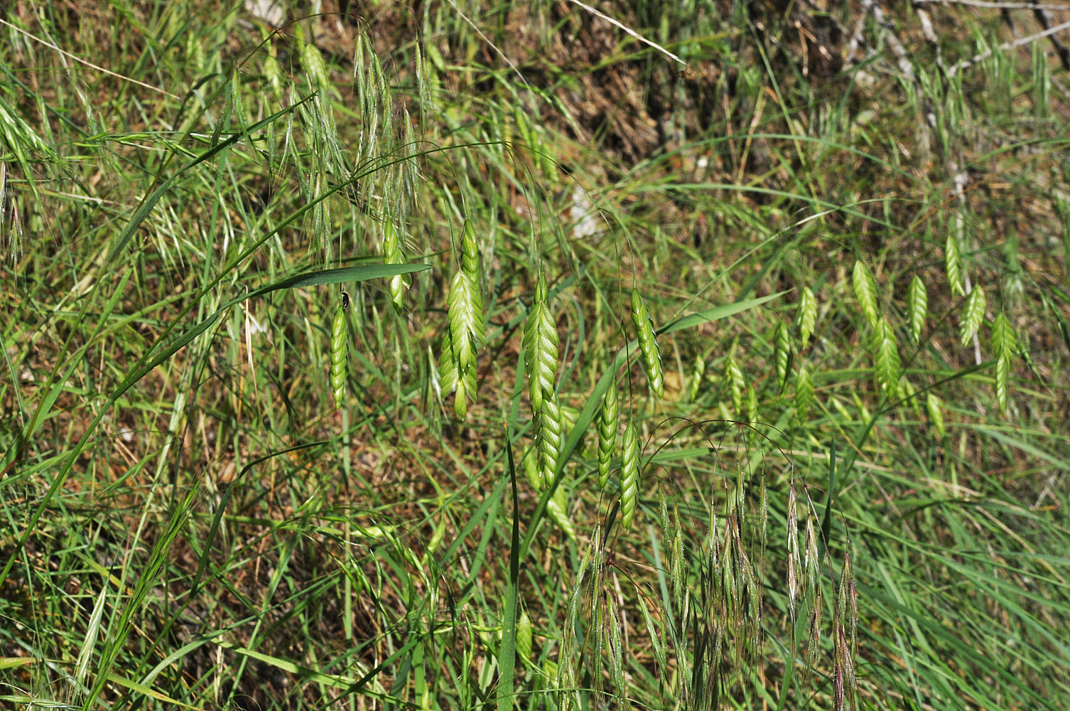 Flora of Eastern Washington Image: Bromus briziformis