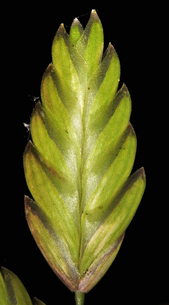 Flora of Eastern Washington Image: Bromus briziformis
