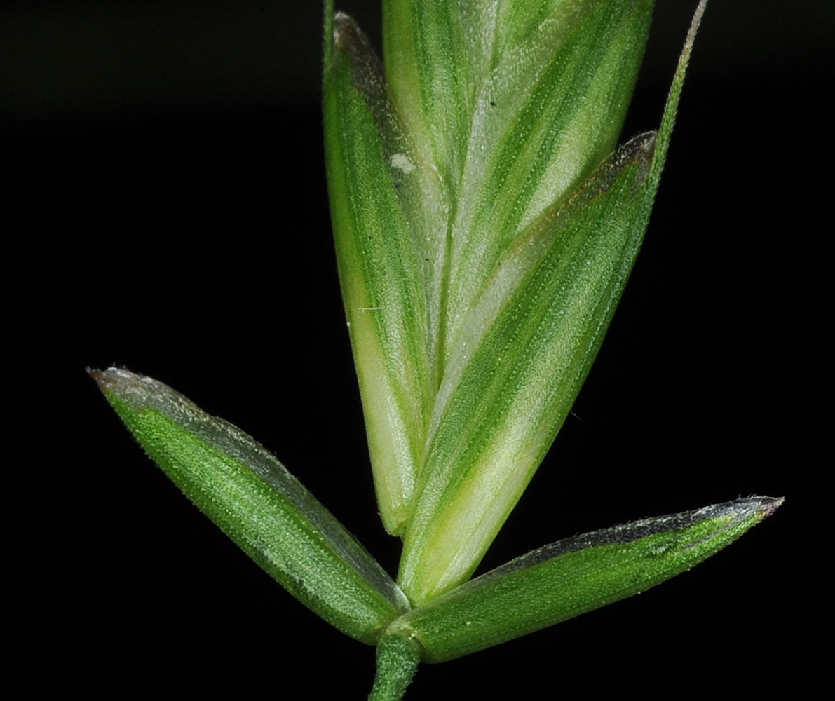 Flora of Eastern Washington Image: Bromus commutatus