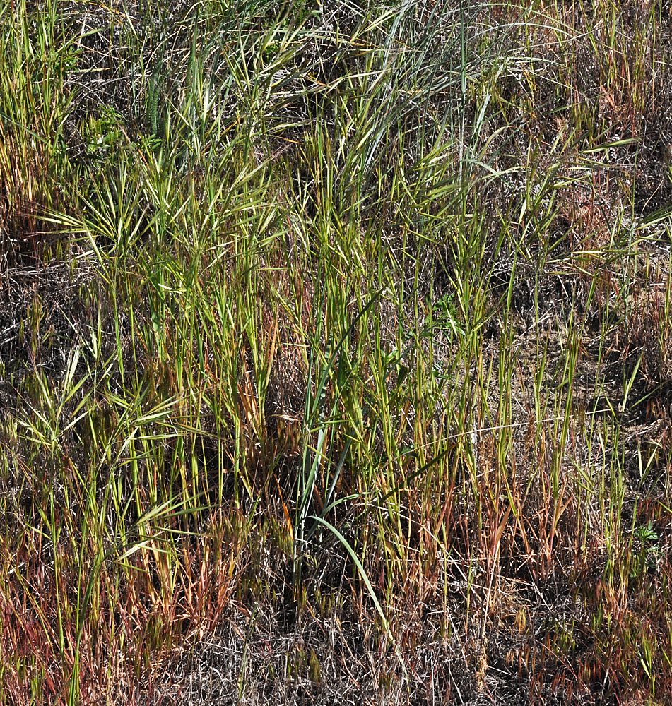 Flora of Eastern Washington Image: Bromus diandrus