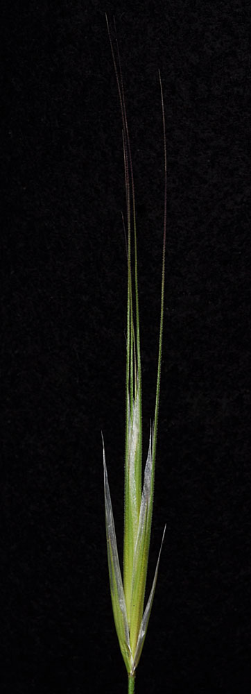 Flora of Eastern Washington Image: Bromus diandrus