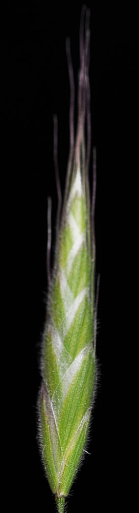 Flora of Eastern Washington Image: Bromus hordeaceus