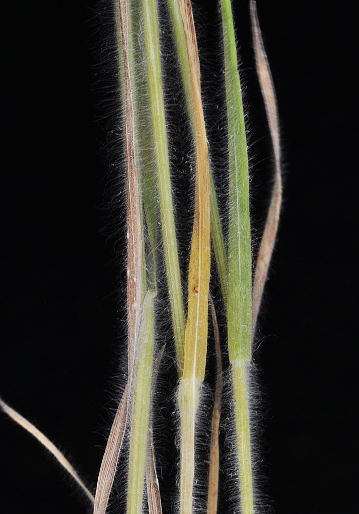 Flora of Eastern Washington Image: Bromus hordeaceus
