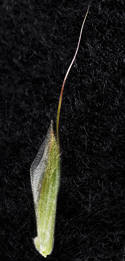 Flora of Eastern Washington Image: Bromus squarrosus