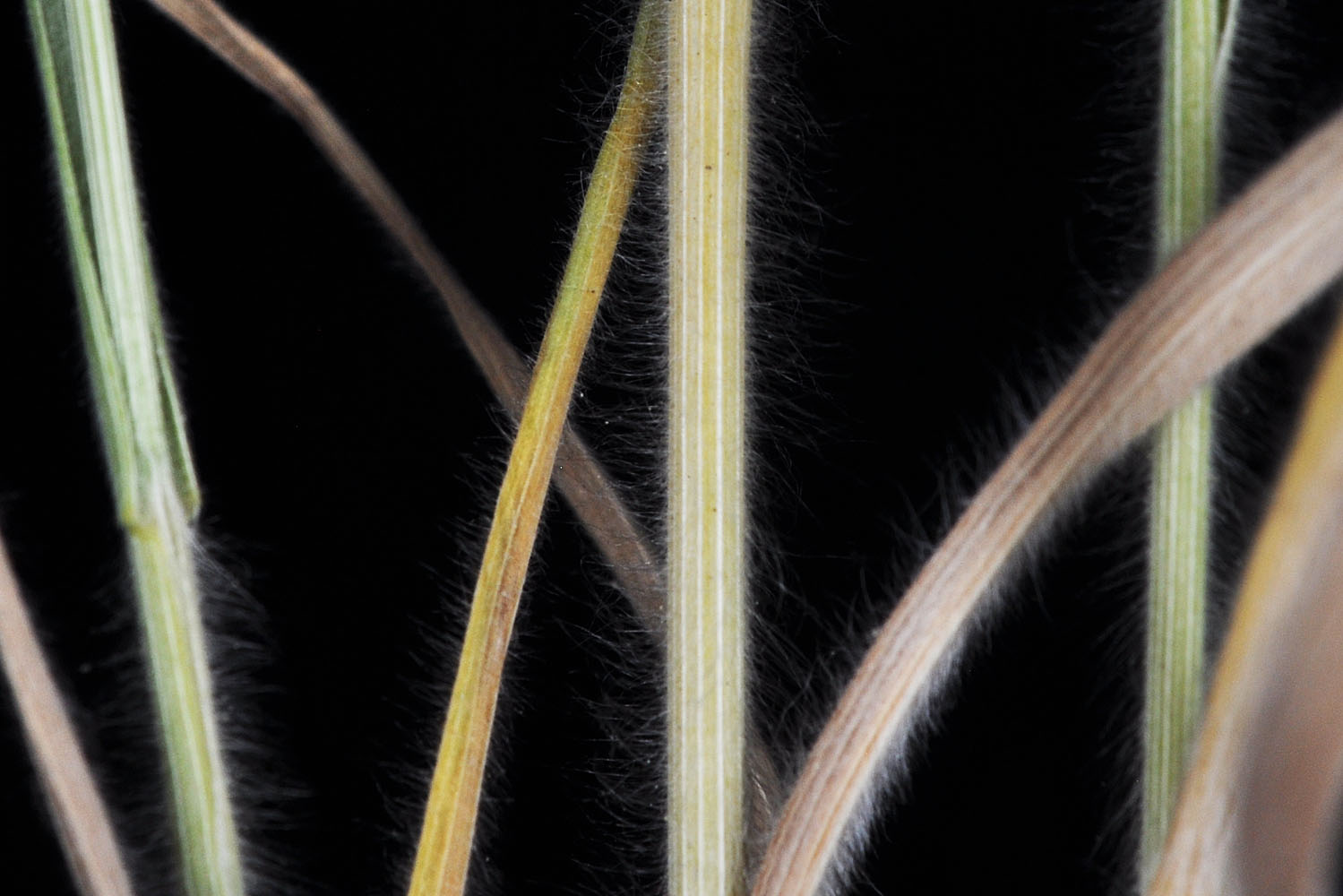 Flora of Eastern Washington Image: Bromus squarrosus