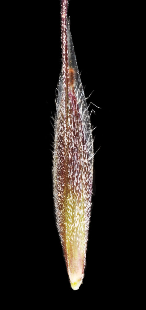 Flora of Eastern Washington Image: Bromus tectorum