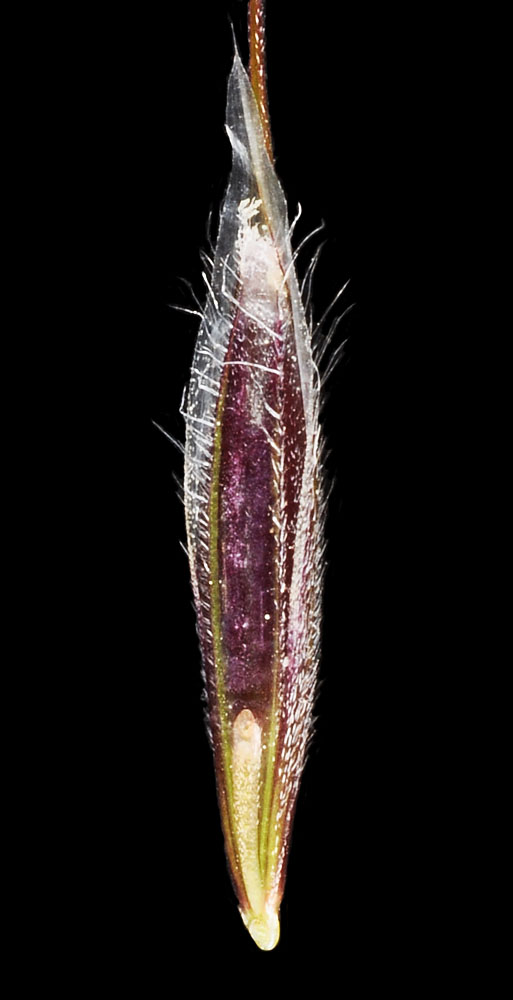 Flora of Eastern Washington Image: Bromus tectorum