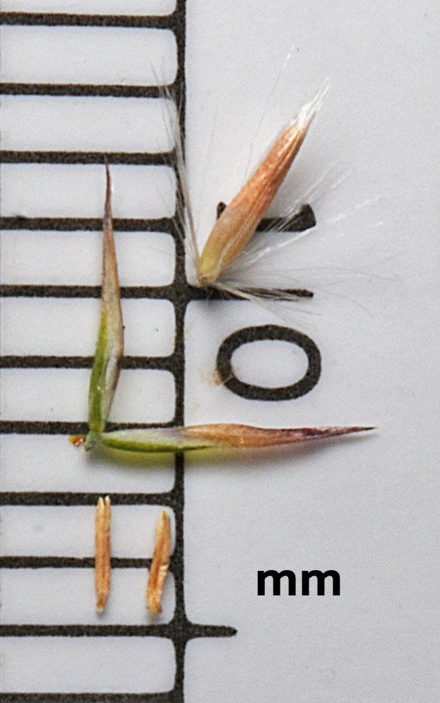 Flora of Eastern Washington Image: Calamagrostis canadensis