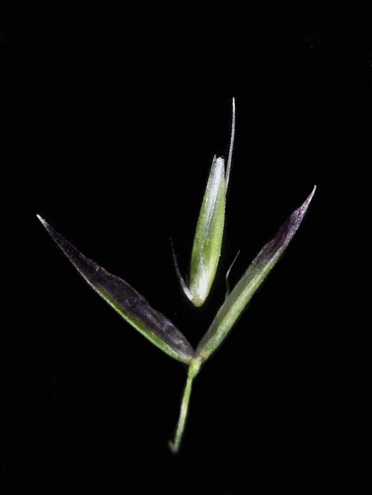 Flora of Eastern Washington Image: Calamagrostis rubescens