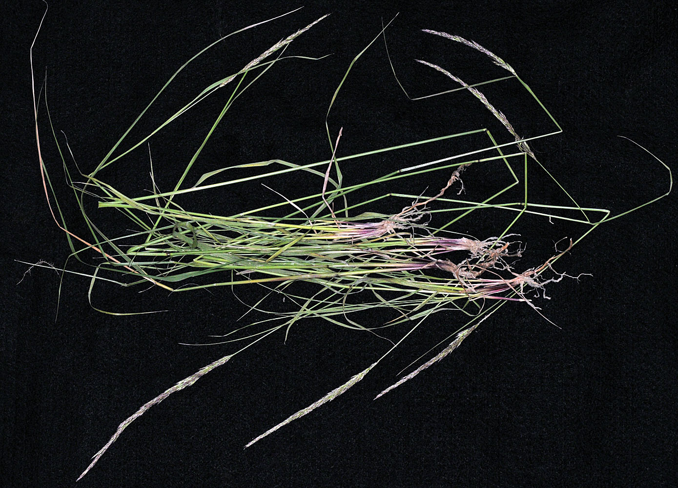 Flora of Eastern Washington Image: Calamagrostis rubescens