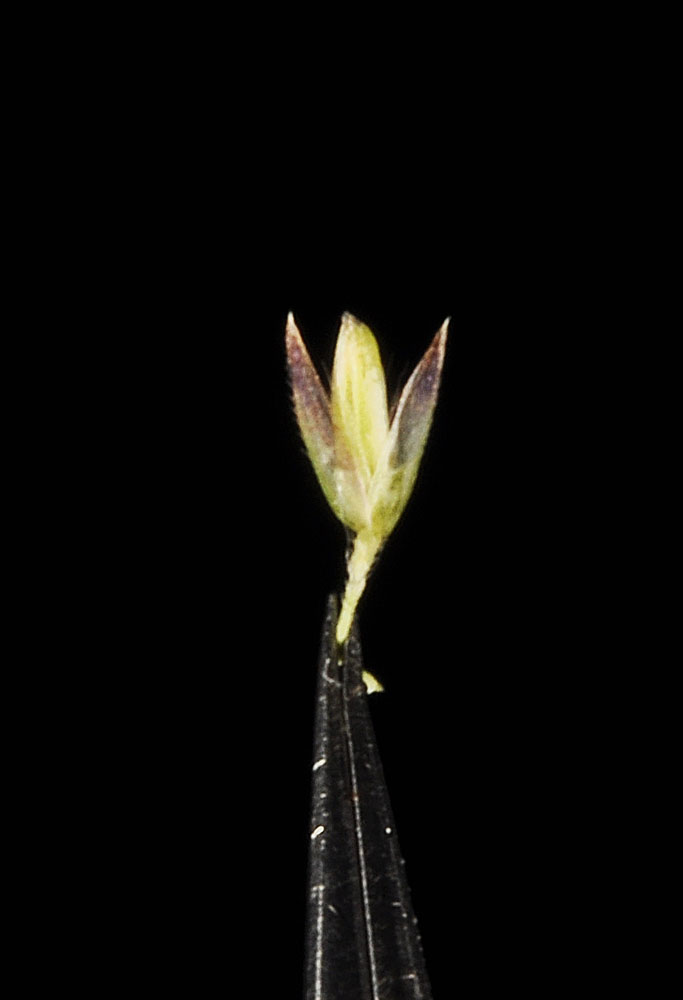 Flora of Eastern Washington Image: Calamagrostis stricta