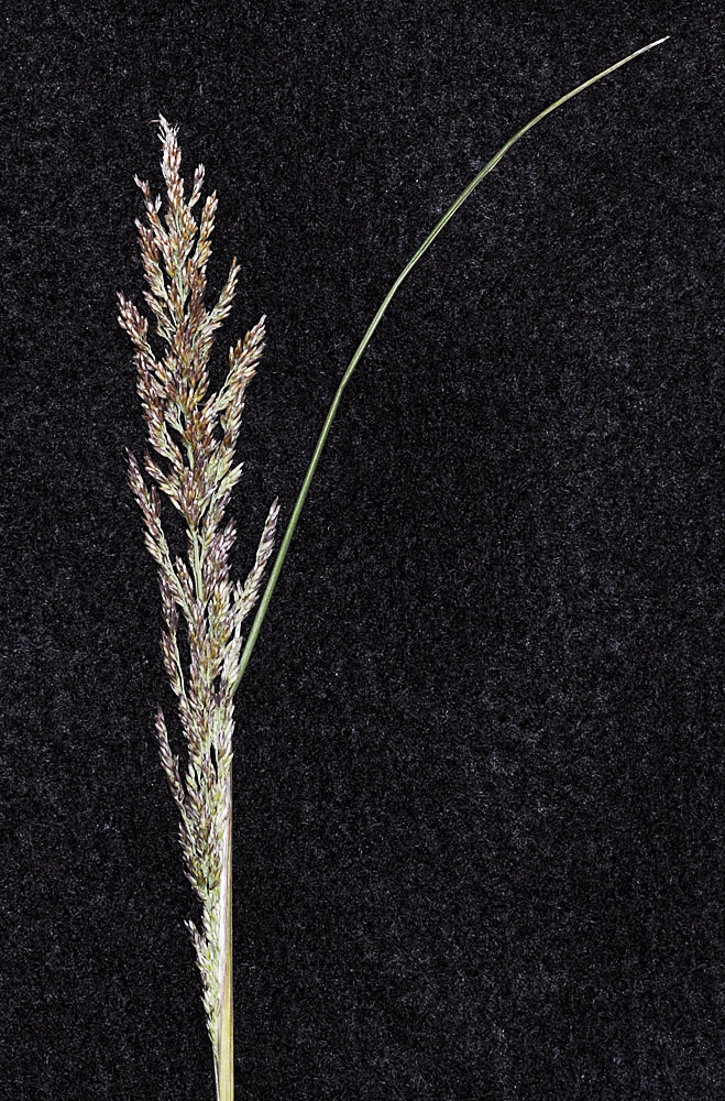 Flora of Eastern Washington Image: Calamagrostis stricta