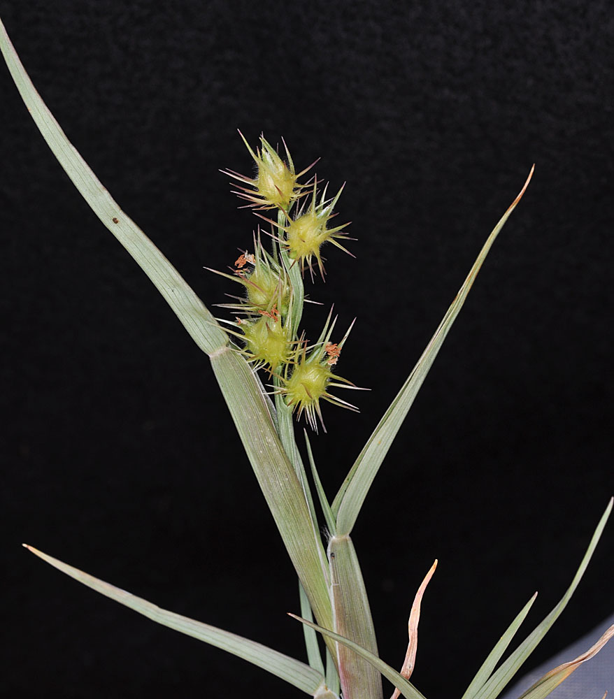 Flora of Eastern Washington Image: Cenchrus longispinus