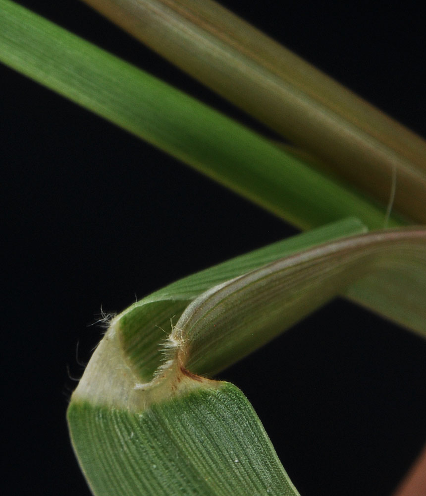 Flora of Eastern Washington Image: Cenchrus longispinus