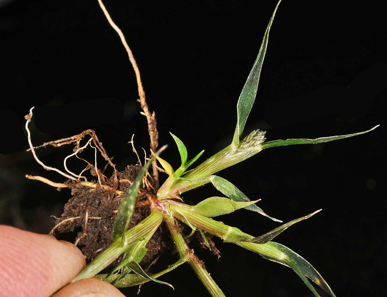 Flora of Eastern Washington Image: Crypsis alopecuroides