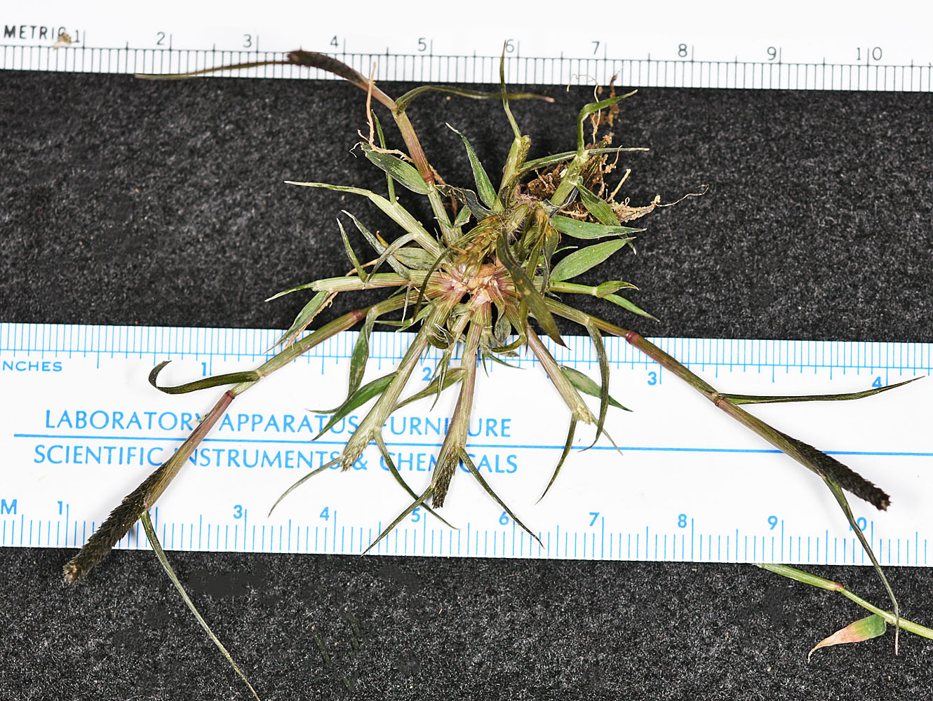 Flora of Eastern Washington Image: Crypsis alopecuroides