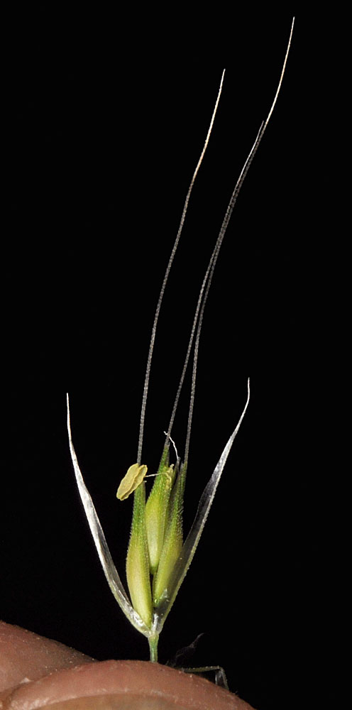 Flora of Eastern Washington Image: Cynosurus echinatus