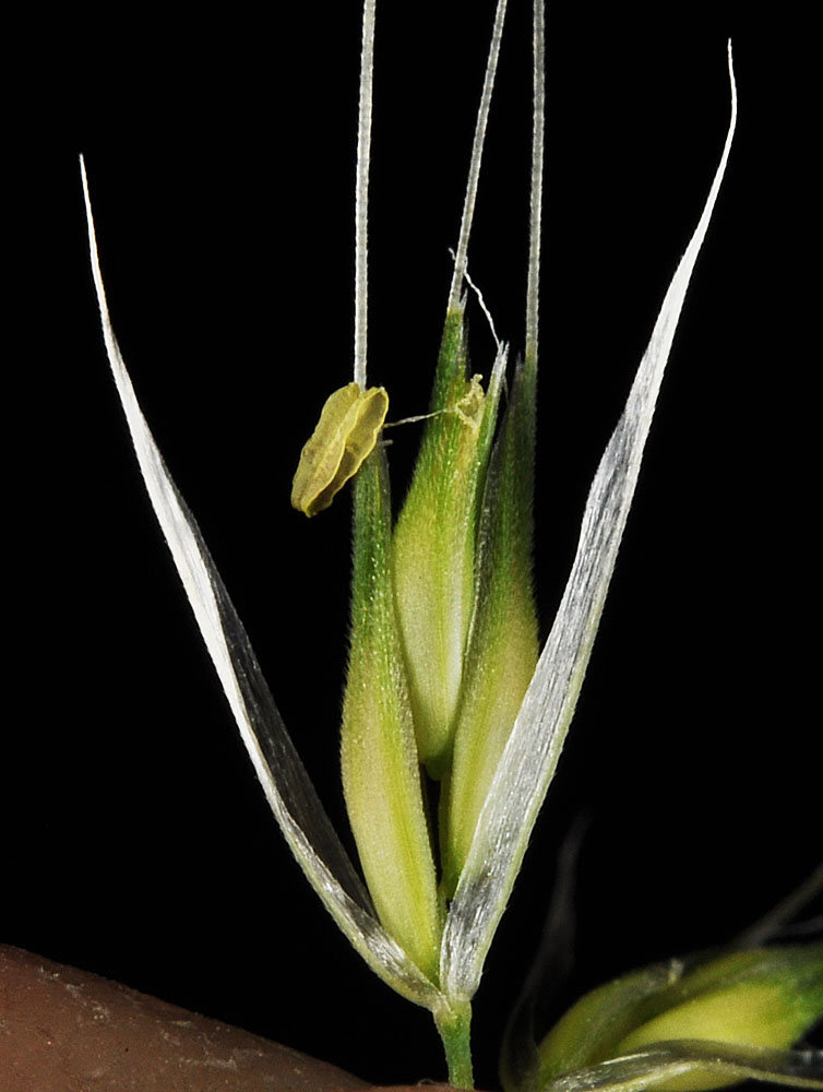 Flora of Eastern Washington Image: Cynosurus echinatus