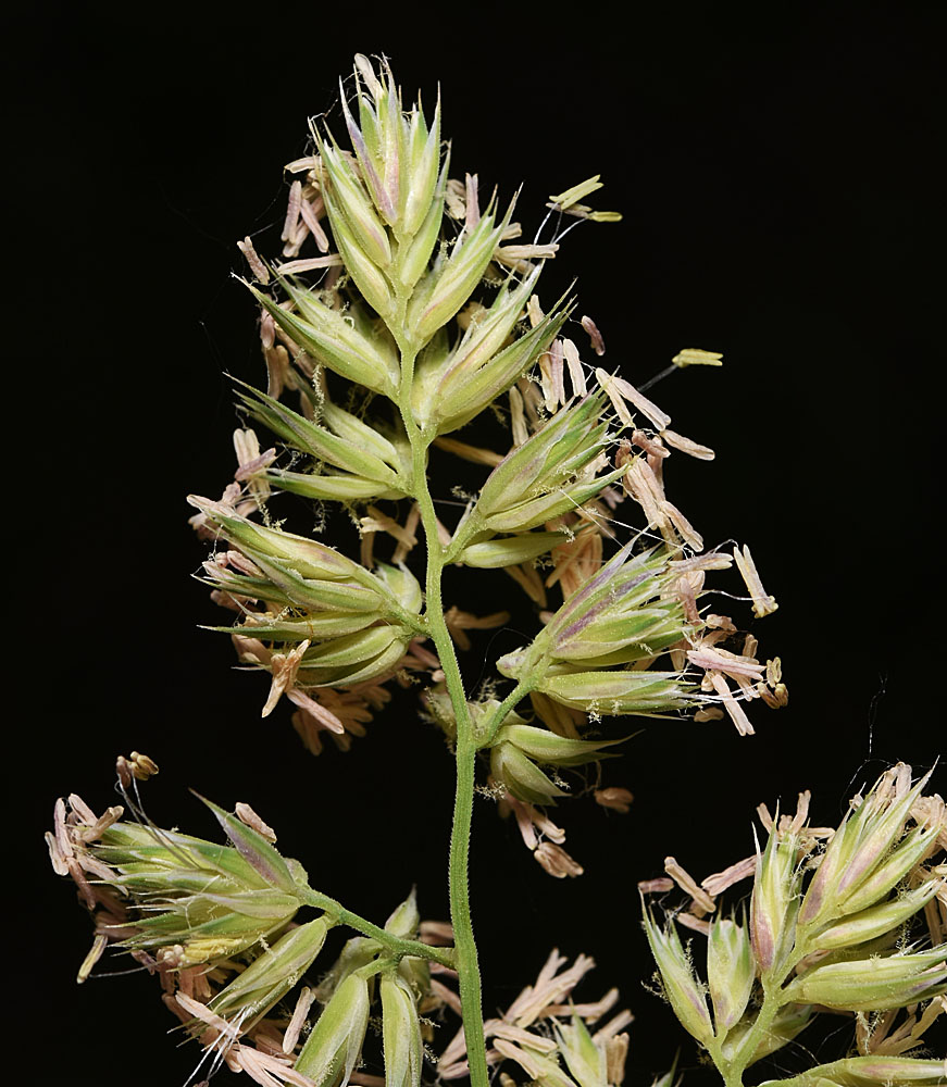 Flora of Eastern Washington Image: Dactylis glomerata