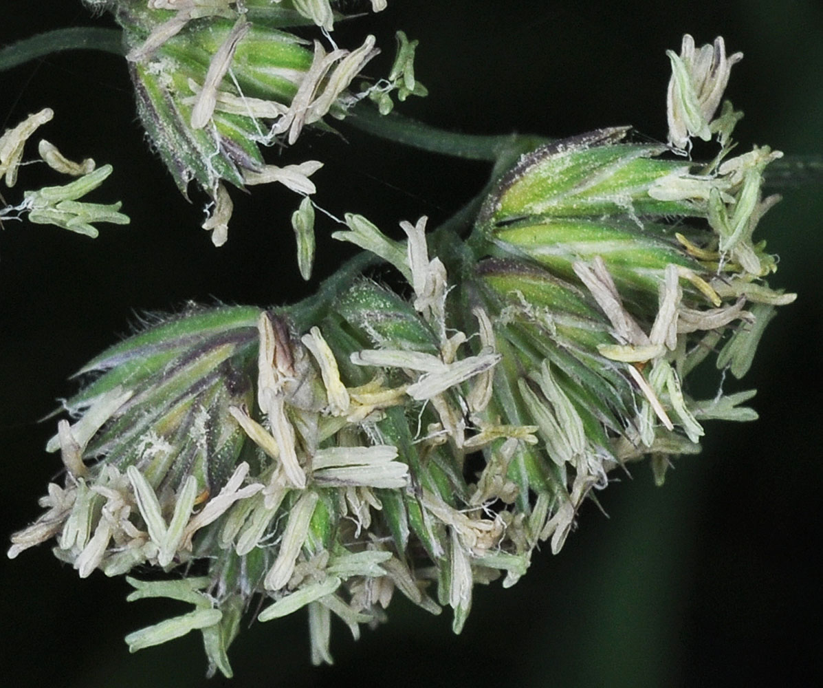 Flora of Eastern Washington Image: Dactylis glomerata