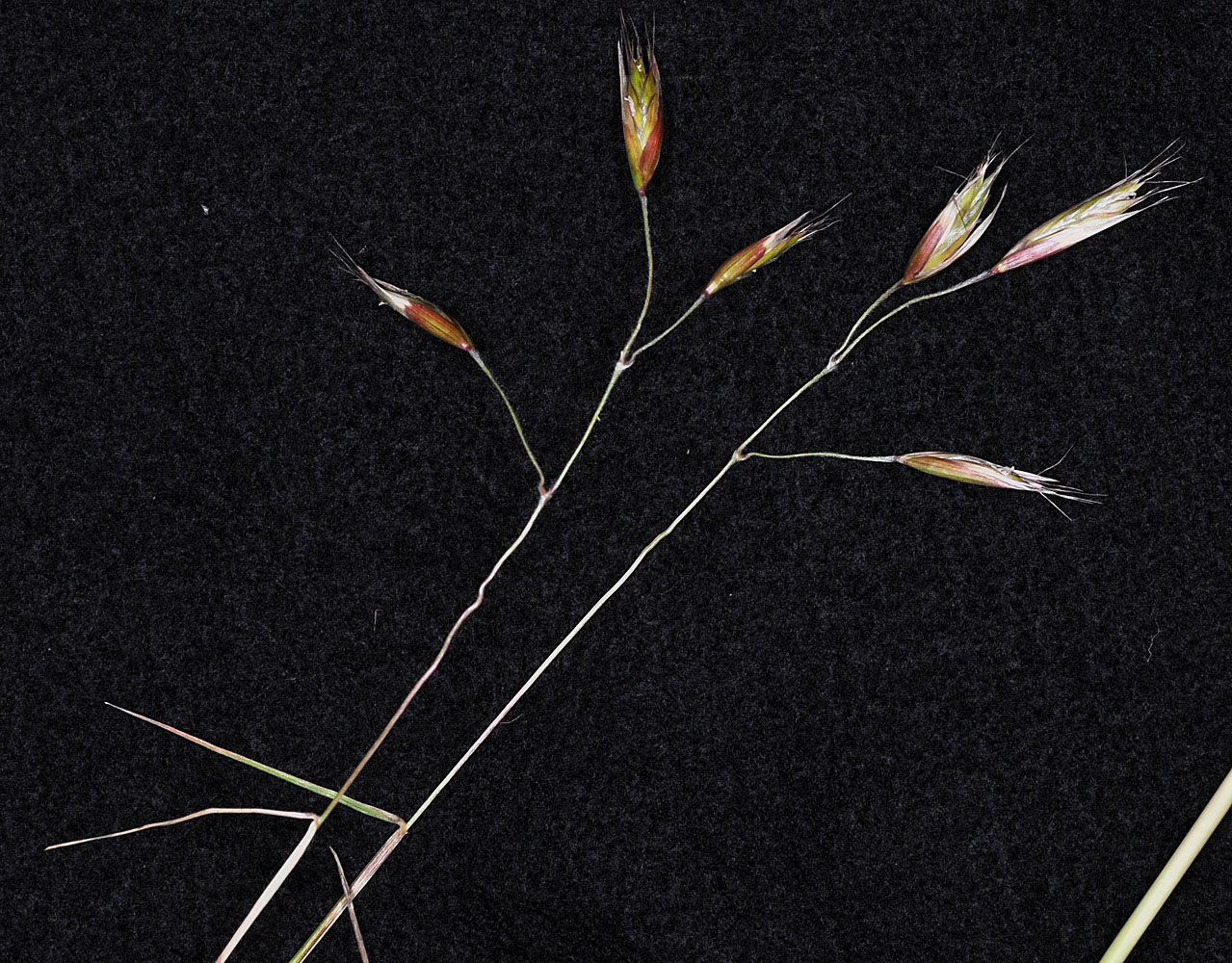 Flora of Eastern Washington Image: Danthonia californica