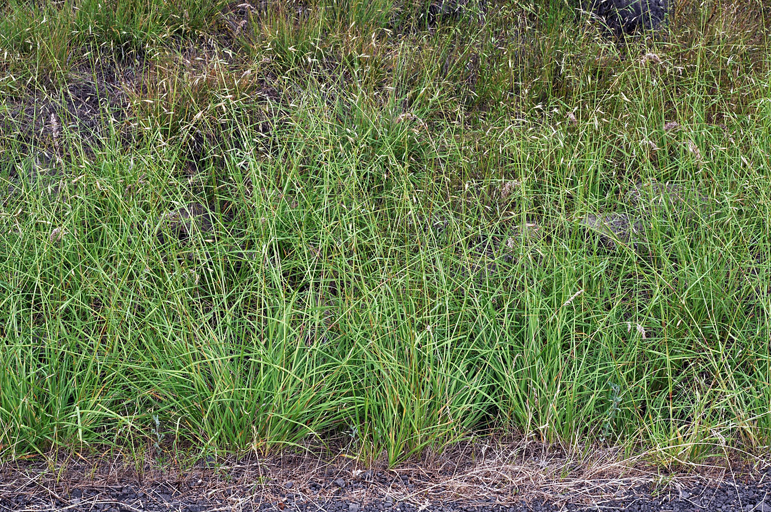 Flora of Eastern Washington Image: Danthonia californica