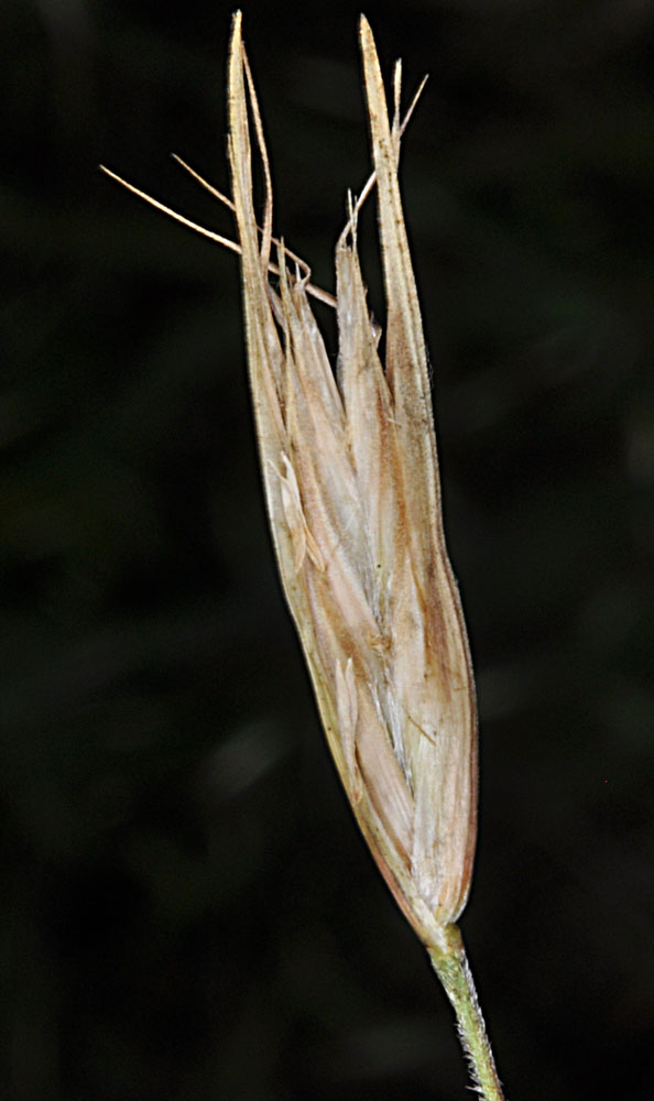 Flora of Eastern Washington Image: Danthonia unispicata