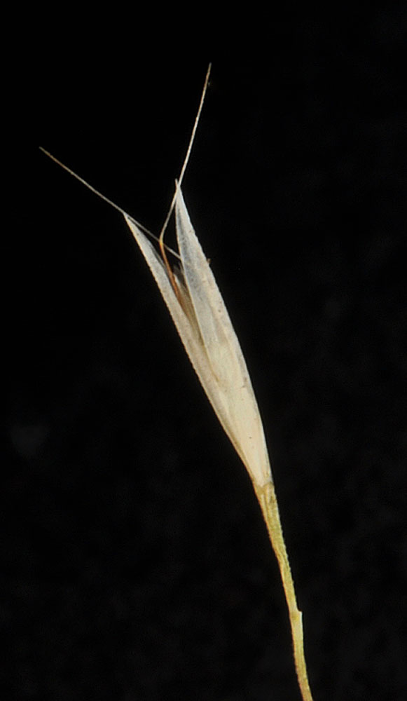 Flora of Eastern Washington Image: Deschampsia danthonioides