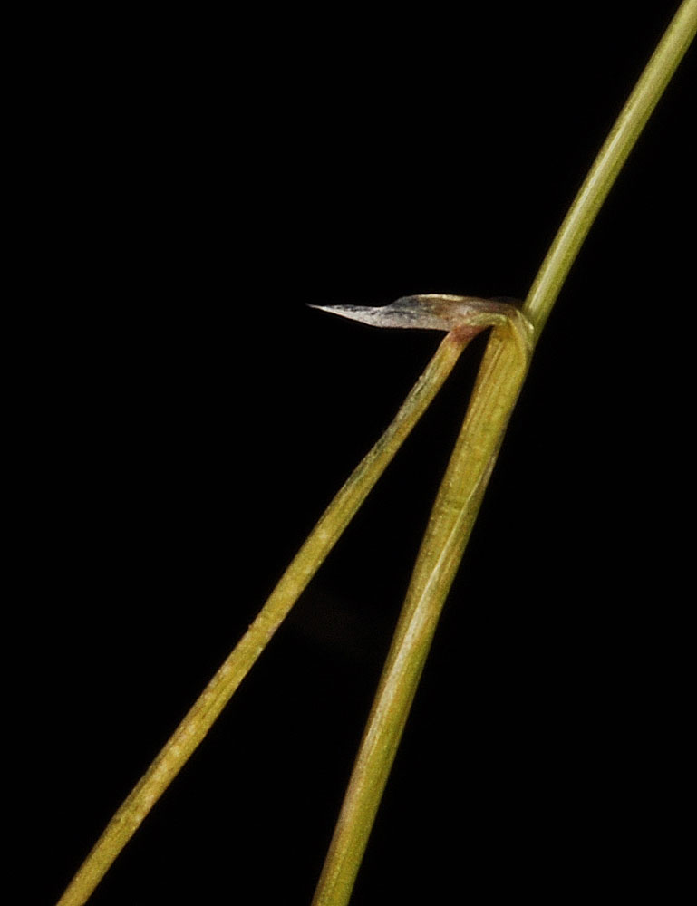 Flora of Eastern Washington Image: Deschampsia danthonioides
