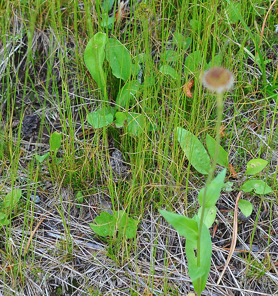 Flora of Eastern Washington Image: Deschampsia elongata