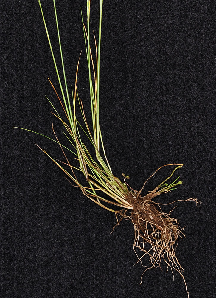 Flora of Eastern Washington Image: Deschampsia elongata
