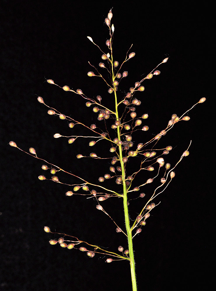 Flora of Eastern Washington Image: Dichanthelium acuminatum