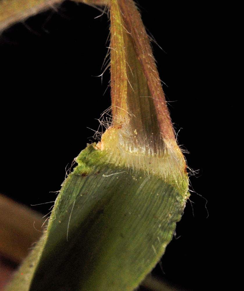 Flora of Eastern Washington Image: Dichanthelium oligosanthes