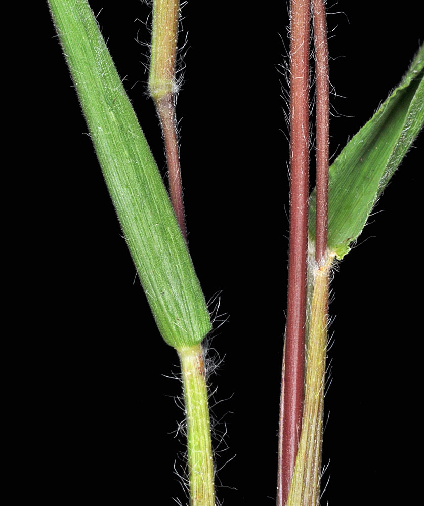 Flora of Eastern Washington Image: Dichanthelium oligosanthes