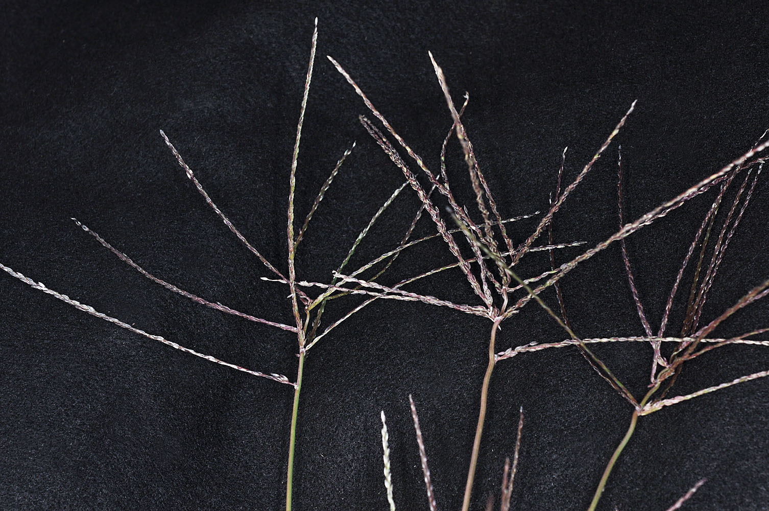 Flora of Eastern Washington Image: Digitaria sanguinalis