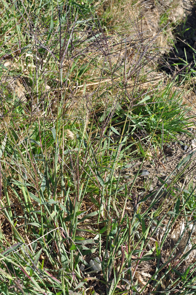 Flora of Eastern Washington Image: Digitaria sanguinalis