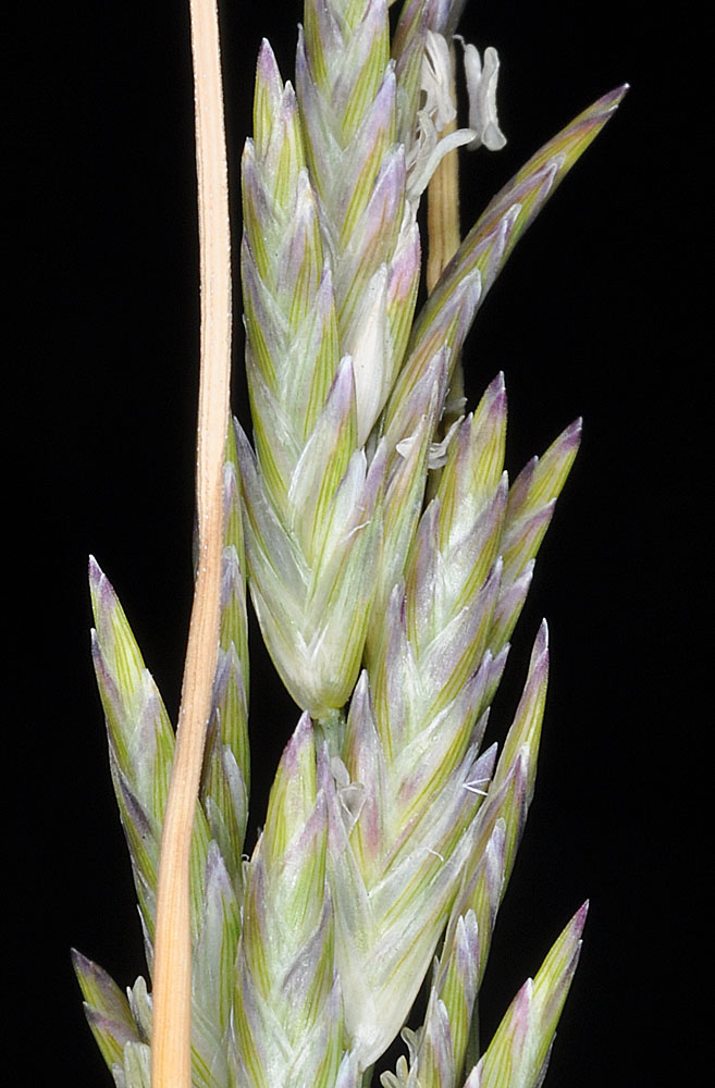Flora of Eastern Washington Image: Distichlis spicata