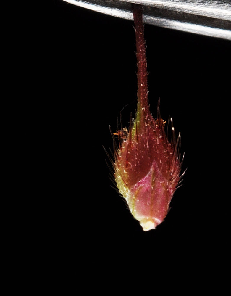 Flora of Eastern Washington Image: Echinochloa crus-galli
