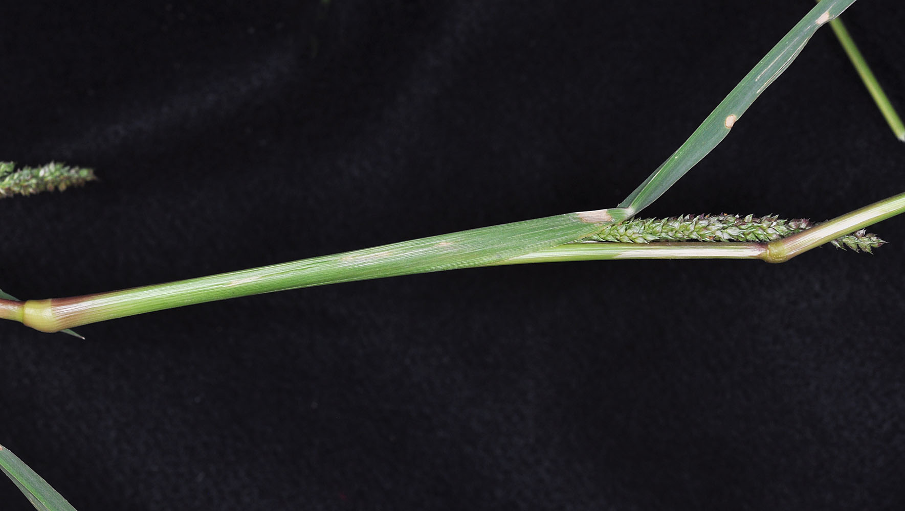 Flora of Eastern Washington Image: Echinochloa crus-galli