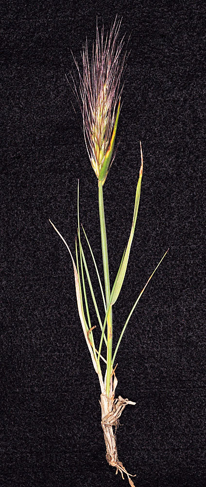 Flora of Eastern Washington Image: Elymus elymoides