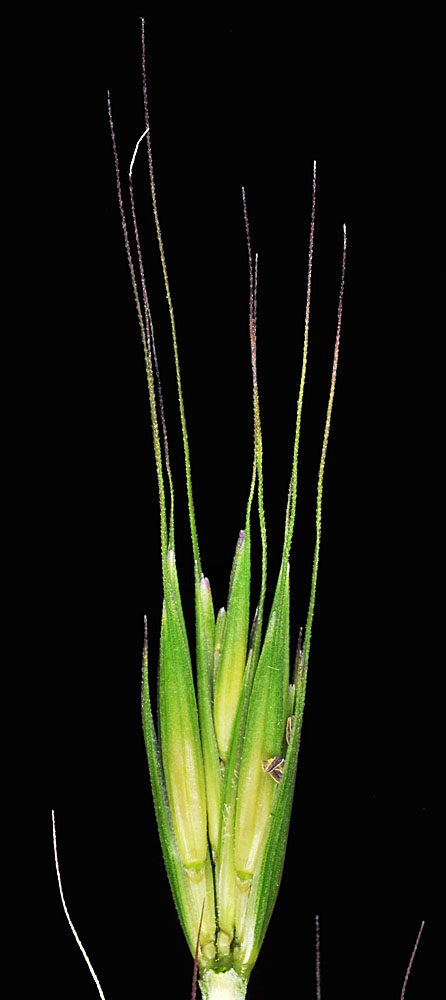 Flora of Eastern Washington Image: Elymus glaucus