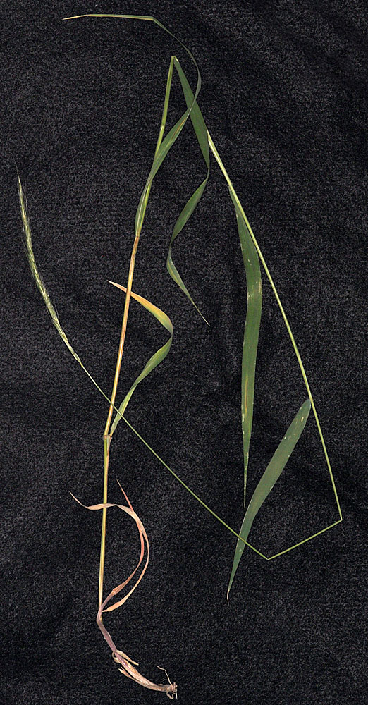 Flora of Eastern Washington Image: Elymus glaucus