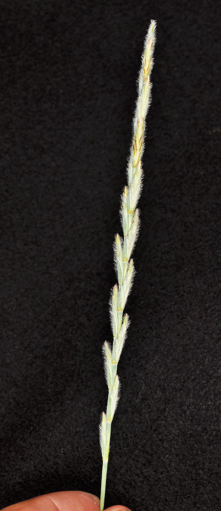 Flora of Eastern Washington Image: Elymus lanceolatus
