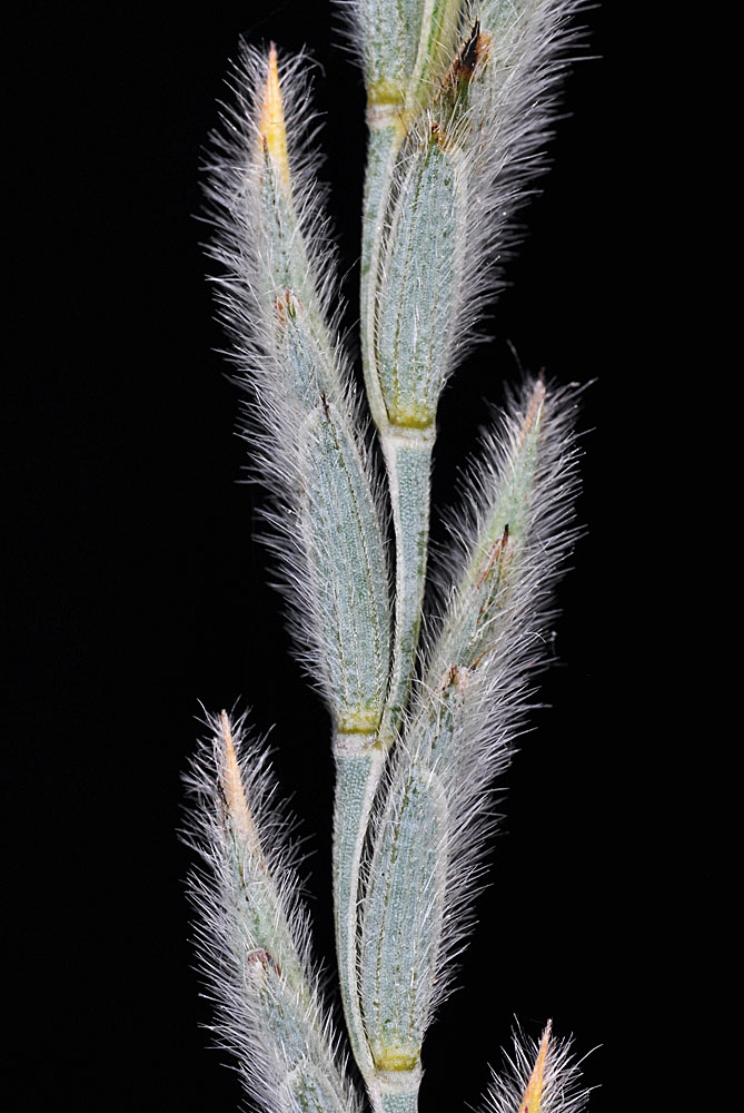 Flora of Eastern Washington Image: Elymus lanceolatus