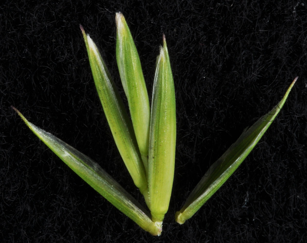 Flora of Eastern Washington Image: Elymus repens