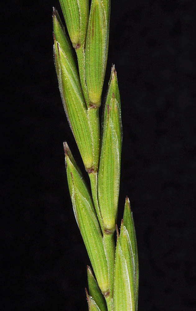 Flora of Eastern Washington Image: Elymus repens
