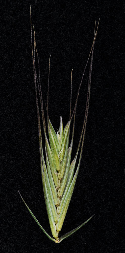 Flora of Eastern Washington Image: Elymus wawawaiensis